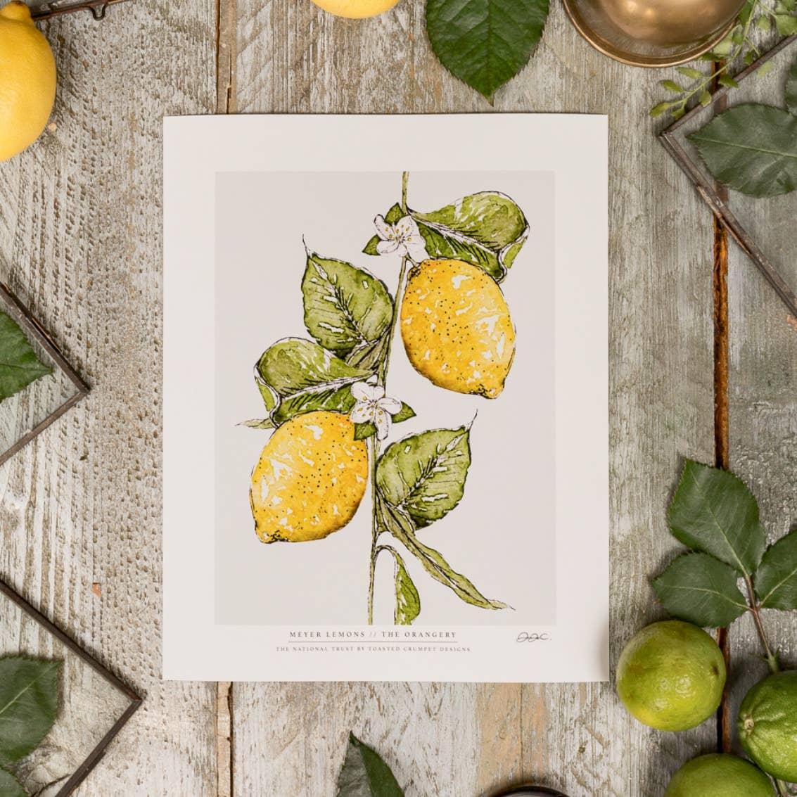 Meyer Lemons 10 x 12" Fine Art Print