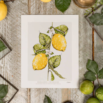 Meyer Lemons 10 x 12" Fine Art Print