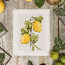 Load image into Gallery viewer, Meyer Lemons 10 x 12" Fine Art Print
