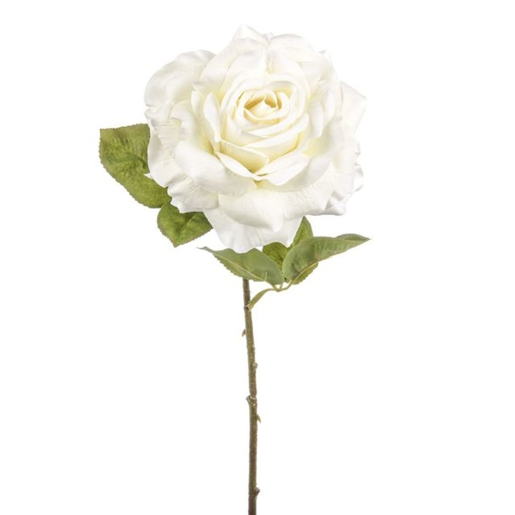 Dawn Rose Ivory 45Cm