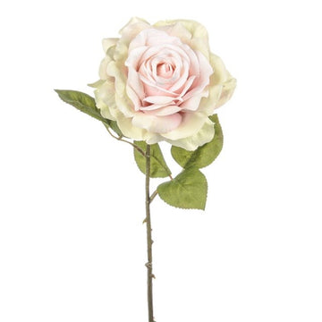 Dawn Rose Pink 45Cm