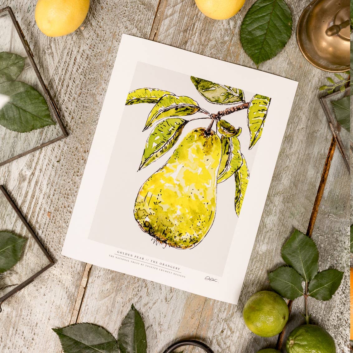 Golden Pear 10 x 12" Fine Art Print