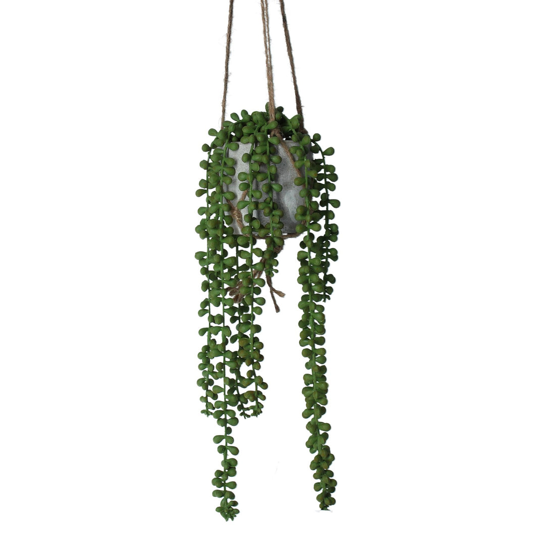 Hanging Pot Plant 43cm - String of Pearls