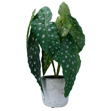 Potted Plant - Faux Spotted Begonia