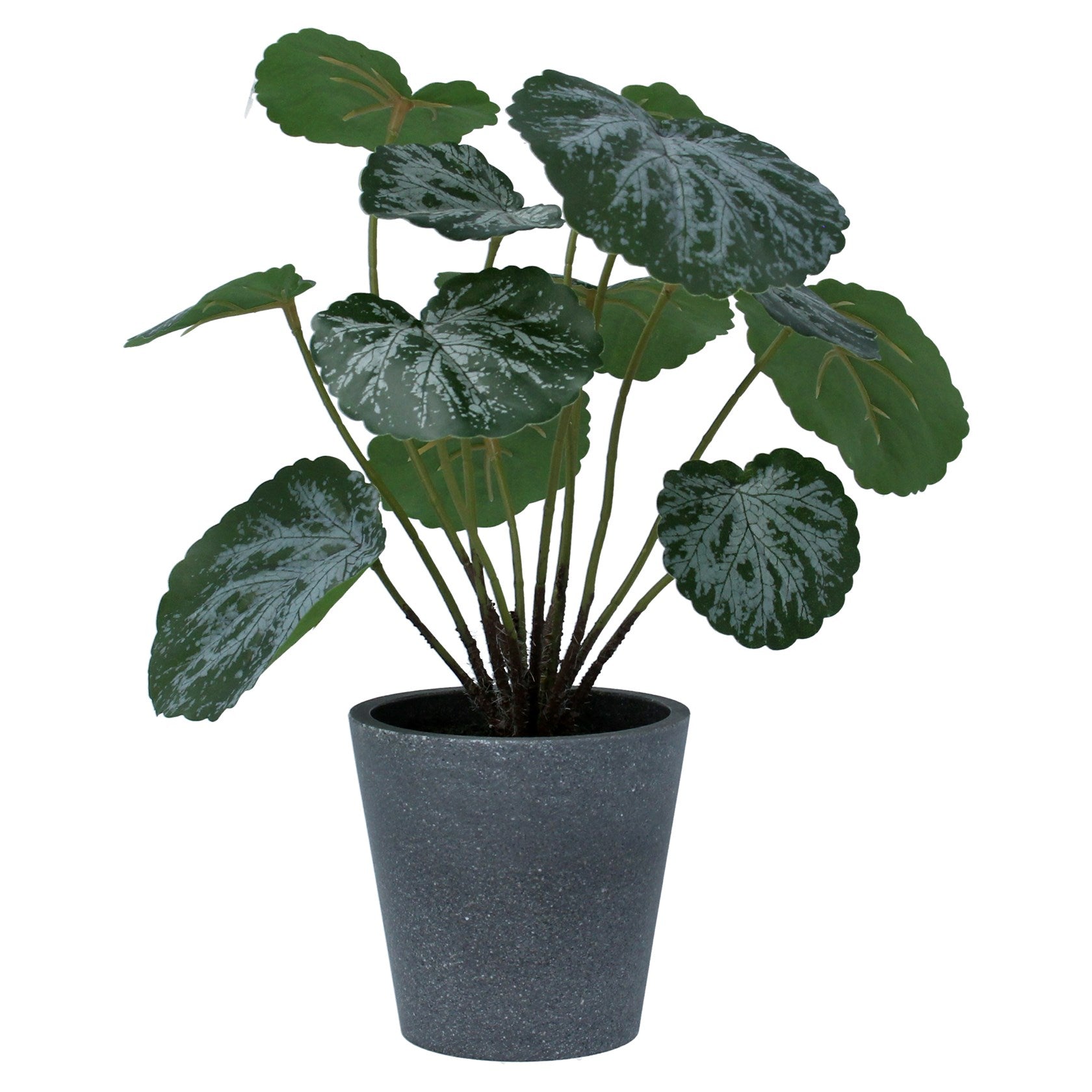 Potted Plant - Faux Saxifraga