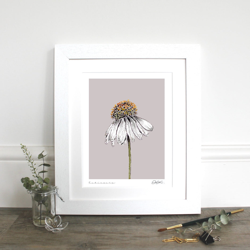 Echinacea 10×12″ Mounted Fine Art Print