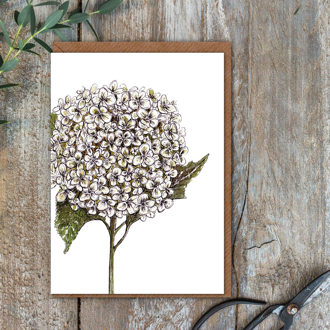 Annabelle Hydrangea Card (Cello-Free)