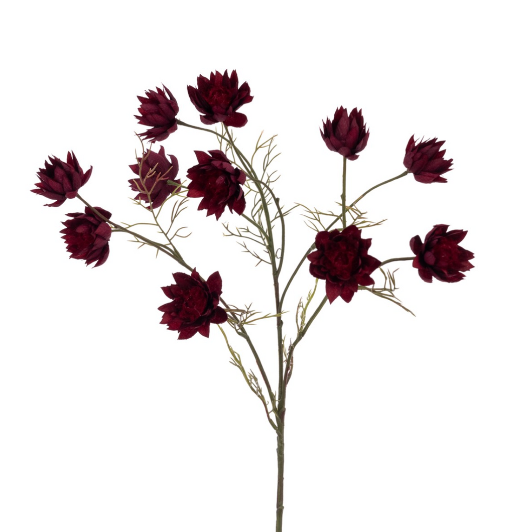 Straw Flower Burgundy