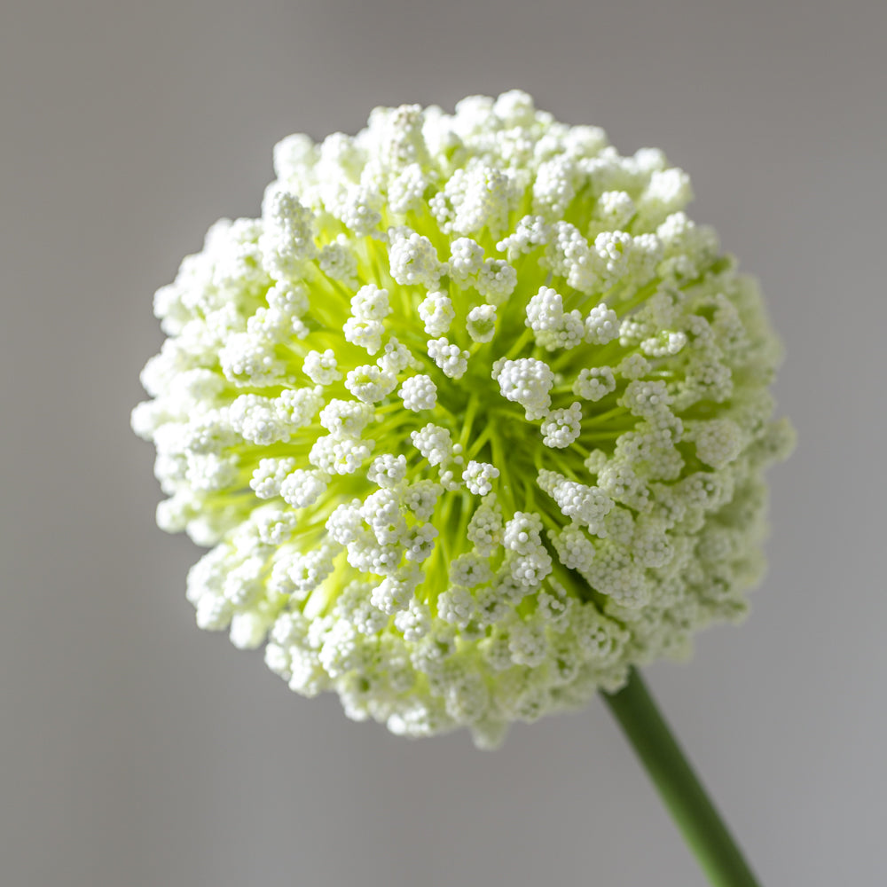 Single Allium Spray