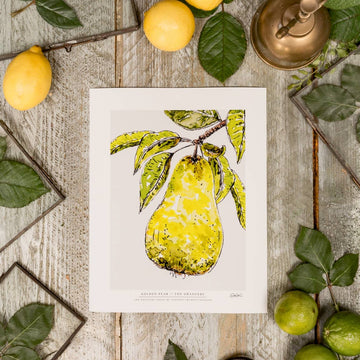 Golden Pear 10 x 12" Fine Art Print