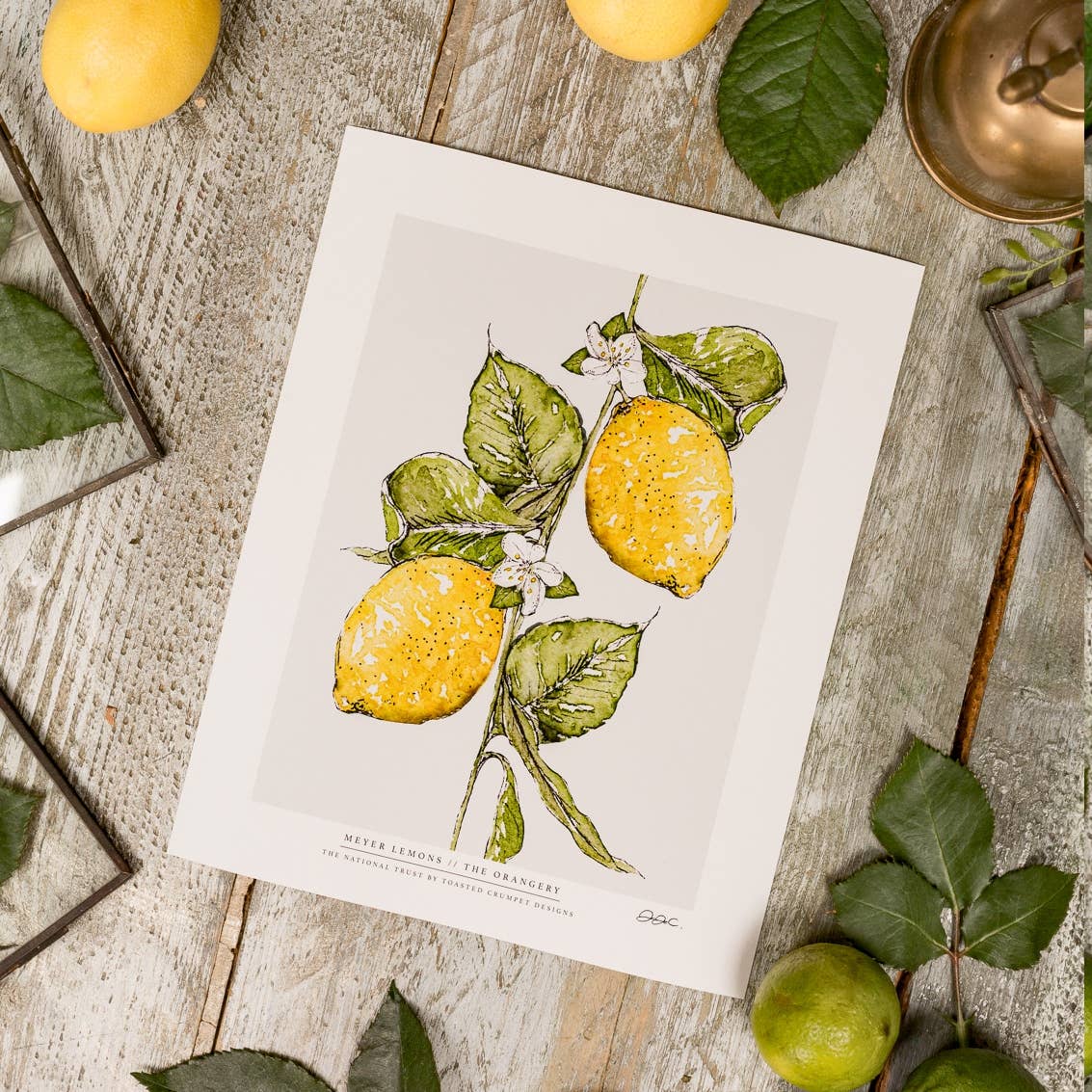 Meyer Lemons 10 x 12" Fine Art Print